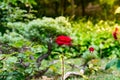 Tned image of beautiful red roses growing at the road in park. Royalty Free Stock Photo