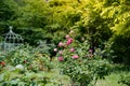 Tned image of beautiful red roses growing at the road in park. Royalty Free Stock Photo