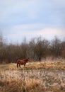 Onely horse among bushes and swamps