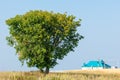 onely tree. Grain field