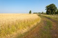 onely tree. Grain field Royalty Free Stock Photo