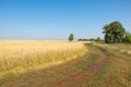 onely tree. Grain field