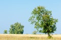 onely tree. Grain field