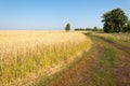 onely tree. Grain field