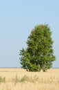 onely tree. Grain field Royalty Free Stock Photo