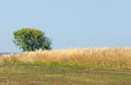 onely tree. Grain field Royalty Free Stock Photo
