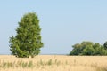 onely tree. Grain field