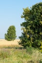 onely tree. Grain field