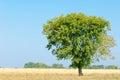 onely tree. Grain field