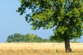 onely tree. Grain field