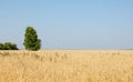 onely tree. Grain field Royalty Free Stock Photo