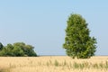 onely tree. Grain field
