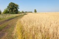 onely tree. Grain field