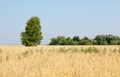 onely tree. Grain field Royalty Free Stock Photo