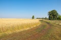 onely tree. Grain field Royalty Free Stock Photo