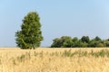 onely tree. Grain field Royalty Free Stock Photo