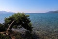 Onely tree by the sea