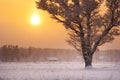 Onely tree in snowfall in early morning