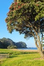 Flowering pohutukawa tree with a New Zealand beach in the background