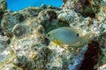 Onespot demoiselle fish in Red Sea sea,