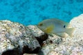 Onespot demoiselle fish in Red Sea sea,