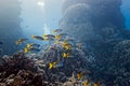 Onespot snapper on the coral reef