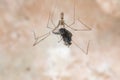 ongbodied cellar spider, daddy long-legs spider,Pholcus phalangioides, Malta, Mediterranean Royalty Free Stock Photo