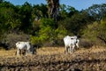 Ongole cattle - Bos taurus Royalty Free Stock Photo