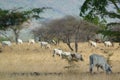 Ongole cattle is an indigenous cattle breed that originates from Prakasam District in the state of Andhra Pradesh in India. Royalty Free Stock Photo