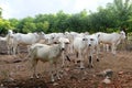 Ongole cattle Royalty Free Stock Photo