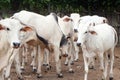 Ongole cattle Royalty Free Stock Photo