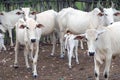 Ongole cattle Royalty Free Stock Photo