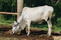 Ongole Crossbred cattle or Javanese Cow or White Cow or Bos taurus is the largest cattle in Indonesia in traditional farm, Royalty Free Stock Photo