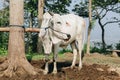 Ongole Crossbred cattle or Javanese Cow or White Cow or Bos taurus is the largest cattle in Indonesia in traditional farm,