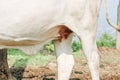 Ongole Crossbred cattle or Javanese Cow or White Cow or Bos taurus is the largest cattle in Indonesia in traditional farm,