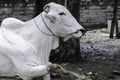 Ongole Crossbred cattle or Javanese Cow or White Cow or sapi peranakan ongole PO or Bos taurus is the largest cattle in