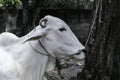 Ongole Crossbred cattle or Javanese Cow or White Cow or sapi peranakan ongole PO or Bos taurus is the largest cattle in