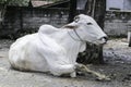 Ongole Crossbred cattle or Javanese Cow or White Cow or sapi peranakan ongole PO or Bos taurus is the largest cattle in
