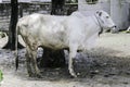 Ongole Crossbred cattle or Javanese Cow or White Cow or sapi peranakan ongole PO or Bos taurus is the largest cattle in