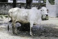 Ongole Crossbred cattle or Javanese Cow or White Cow or sapi peranakan ongole PO or Bos taurus is the largest cattle in