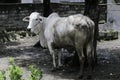 Ongole Crossbred cattle or Javanese Cow or White Cow or sapi peranakan ongole PO or Bos taurus is the largest cattle in