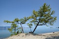 ÃÂ¡oniferous trees on sand, coast of Baikal lake.