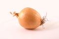 Onion Royalty Free Stock Photo
