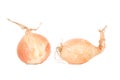 Onion Royalty Free Stock Photo