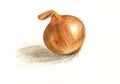 Onion