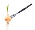 Onion Royalty Free Stock Photo