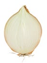 Onion