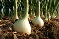 Onion in agricultural farm.