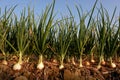 Onion in agricultural farm.