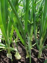 Green onion. Young spring onion sprout on the field. Organically grown onions with chives in the soil. Organic farming Royalty Free Stock Photo